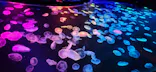 すみだ水族館に投稿された画像（2026/8/27）