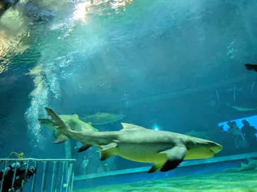 アクアワールド茨城県大洗水族館に投稿された画像（2026/8/27）