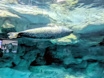 アクアワールド茨城県大洗水族館に投稿された画像（2026/8/27）