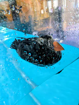 アクアワールド茨城県大洗水族館に投稿された画像（2026/8/27）