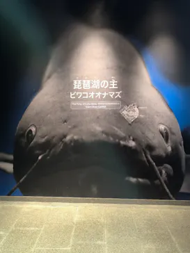 滋賀県立琵琶湖博物館に投稿された画像（2026/8/27）