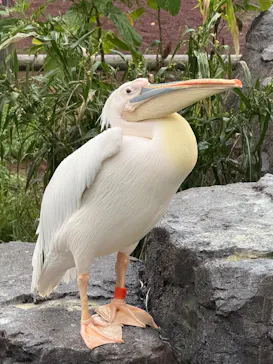 多摩動物公園に投稿された画像（2026/8/27）