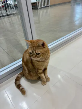 Cat Café MOFF アリオ倉敷店に投稿された画像（2026/8/27）