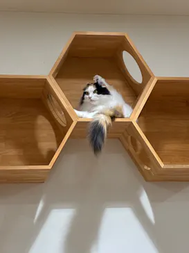Cat Café MOFF アリオ倉敷店に投稿された画像（2026/8/27）