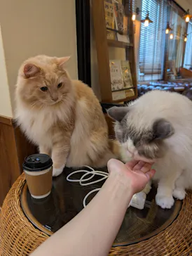 猫カフェモカ　池袋東口店に投稿された画像（2026/8/27）