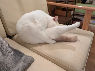 猫カフェモカ　池袋東口店に投稿された画像（2026/8/27）