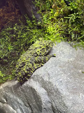 カワスイ 川崎⽔族館に投稿された画像（2026/8/28）