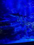 すみだ水族館に投稿された画像（2026/8/28）