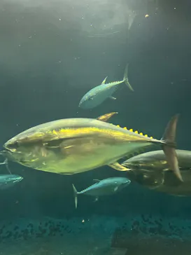 葛西臨海水族園に投稿された画像（2026/8/28）