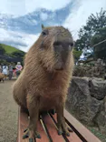 伊豆シャボテン動物公園に投稿された画像（2026/8/28）