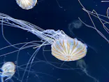 サンシャイン水族館に投稿された画像（2026/8/28）