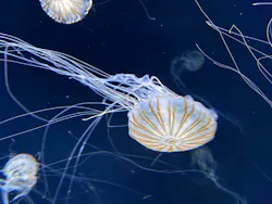 サンシャイン水族館に投稿された画像（2026/8/28）