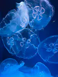 新江ノ島水族館に投稿された画像（2026/8/28）