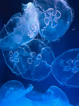 新江ノ島水族館に投稿された画像（2026/8/28）