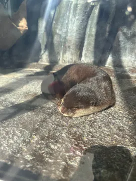 新江ノ島水族館に投稿された画像（2026/8/28）