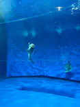 アクアワールド茨城県大洗水族館に投稿された画像（2026/8/28）