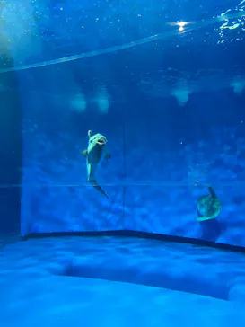 アクアワールド茨城県大洗水族館に投稿された画像（2026/8/28）
