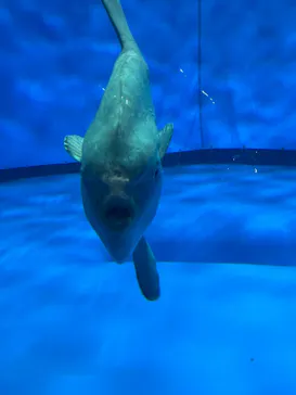 アクアワールド茨城県大洗水族館に投稿された画像（2026/8/28）