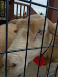 東武動物公園に投稿された画像（2026/8/28）