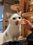 猫カフェモカ　神戸三宮店に投稿された画像（2026/8/28）