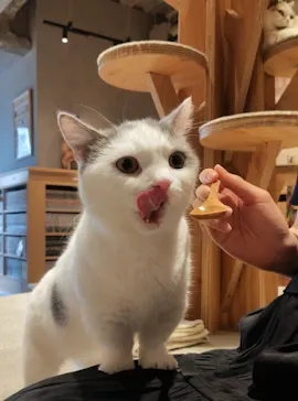 猫カフェモカ　神戸三宮店に投稿された画像（2026/8/28）