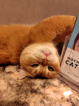 猫カフェモカ　神戸三宮店に投稿された画像（2026/8/28）