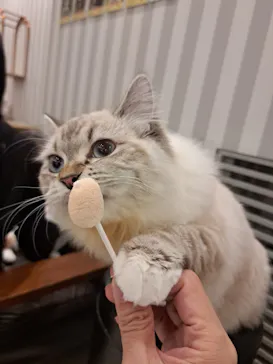 猫カフェモカ　アルシェ大宮店に投稿された画像（2026/8/28）