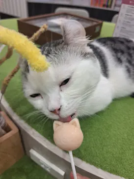 猫カフェモカ　アルシェ大宮店に投稿された画像（2026/8/28）