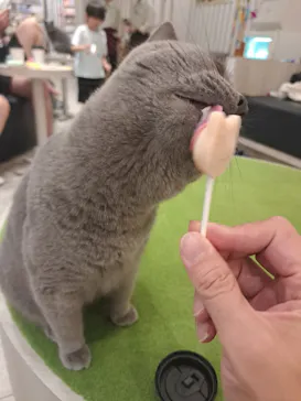 猫カフェモカ　アルシェ大宮店に投稿された画像（2026/8/28）
