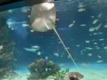 サンシャイン水族館に投稿された画像（2026/8/28）