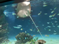 サンシャイン水族館に投稿された画像（2026/8/28）