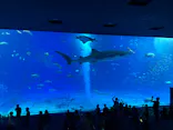 沖縄美ら海水族館に投稿された画像（2026/8/28）