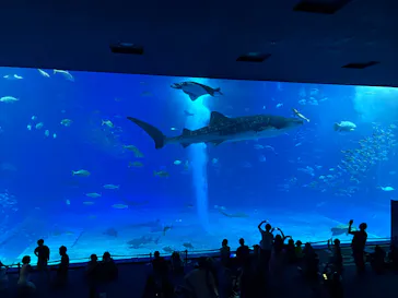 沖縄美ら海水族館に投稿された画像（2026/8/28）