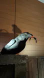 ホラーにふれる展 －映画美術の世界－に投稿された画像（2026/8/29）