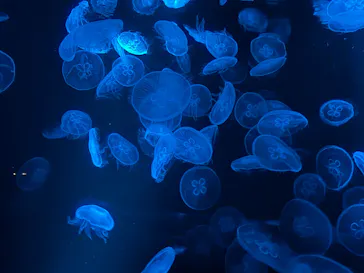 京都水族館に投稿された画像（2026/8/28）