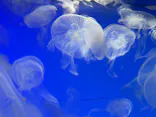 アクアワールド茨城県大洗水族館に投稿された画像（2026/8/29）