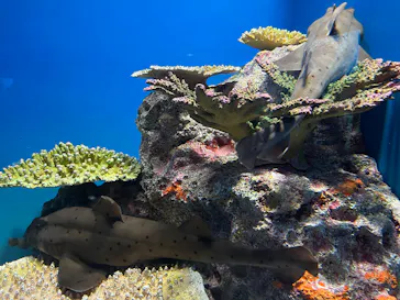アクアワールド茨城県大洗水族館に投稿された画像（2026/8/28）