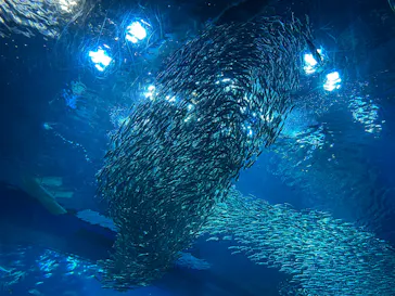アクアワールド茨城県大洗水族館に投稿された画像（2026/8/28）