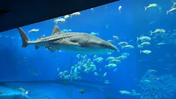 沖縄美ら海水族館×JUNGLIA OKINAWA（ジャングリア沖縄）に投稿された画像（2026/8/28）