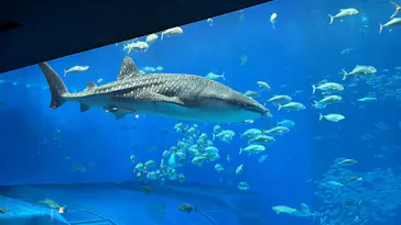 沖縄美ら海水族館×JUNGLIA OKINAWA（ジャングリア沖縄）に投稿された画像（2026/8/28）