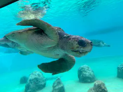 沖縄美ら海水族館×JUNGLIA OKINAWA（ジャングリア沖縄）に投稿された画像（2026/8/28）
