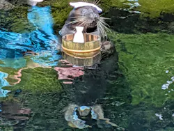 箱根園水族館に投稿された画像（2026/8/29）
