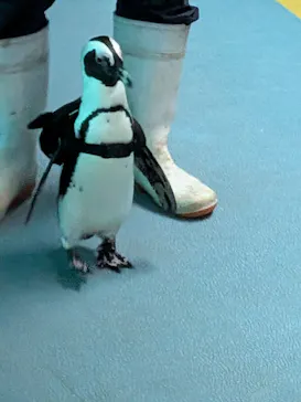 箱根園水族館に投稿された画像（2026/8/29）