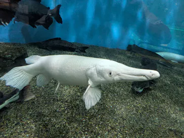 箱根園水族館に投稿された画像（2026/8/29）