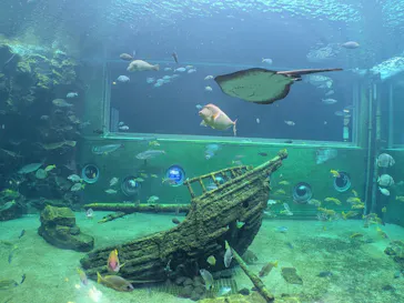 箱根園水族館に投稿された画像（2026/8/29）