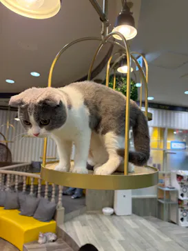 猫カフェモカ 京都河原町店に投稿された画像（2026/8/29）