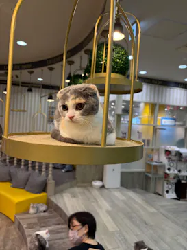 猫カフェモカ 京都河原町店に投稿された画像（2026/8/29）