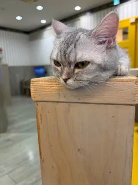 猫カフェモカ 京都河原町店に投稿された画像（2026/8/29）