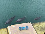 下田海中水族館に投稿された画像（2026/8/29）