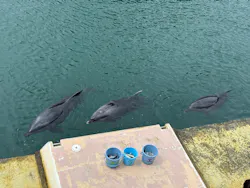 下田海中水族館に投稿された画像（2026/8/29）